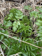 Angelica japonica