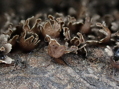 Polyschismium trevelyanii