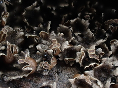 Polyschismium trevelyanii