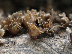 Polyschismium trevelyanii