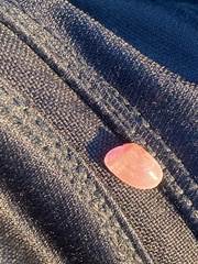 Ameritella versicolor