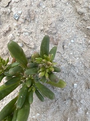 Cistanthe ambigua