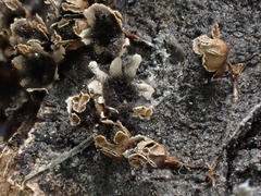 Polyschismium trevelyanii