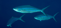 Elagatis bipinnulata