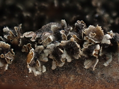 Polyschismium trevelyanii