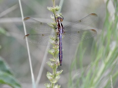 Dasythemis