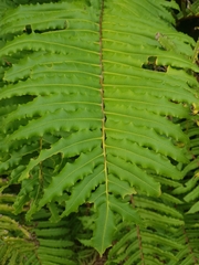 Blechnum chilense