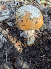 Amanita velosa