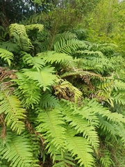 Blechnum chilense
