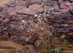 Etheirodon fimbriatum