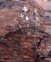Etheirodon fimbriatum