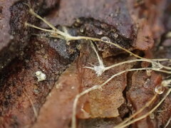 Etheirodon fimbriatum