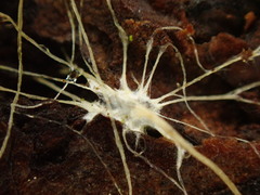 Etheirodon fimbriatum