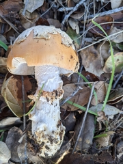 Amanita velosa