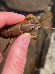Cambarus elkensis