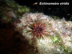 Echinometra viridis