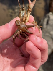 Cambarus elkensis