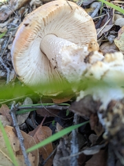 Amanita velosa