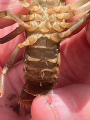 Cambarus elkensis