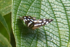 Dynamine gisella