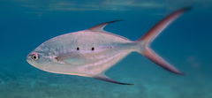 Trachinotus baillonii