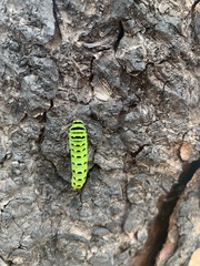 Papilionidae