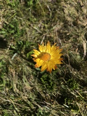 Xerochrysum subundulatum