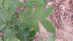 Archidendron lucidum