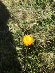 Xerochrysum subundulatum