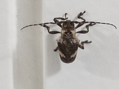 Cipriscola fasciata