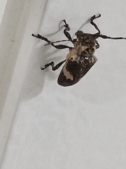 Cipriscola fasciata