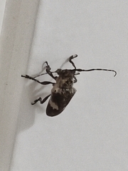Cipriscola fasciata