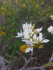 Bauhinia lunarioides