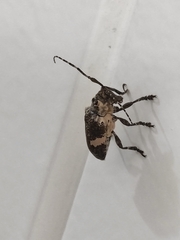 Cipriscola fasciata