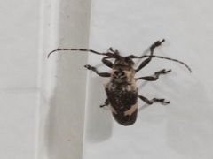 Cipriscola fasciata