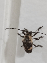 Cipriscola fasciata