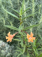 Diplacus longiflorus