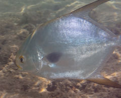 Trachinotus blochii