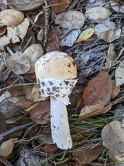 Amanita velosa
