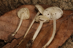 Hemimycena cucullata