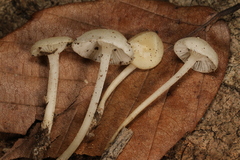 Hemimycena cucullata