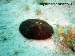 Clypeaster rosaceus