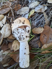 Amanita velosa