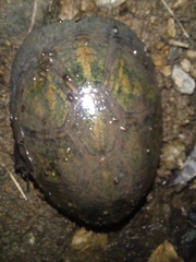 Kinosternon scorpioides