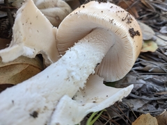 Amanita velosa