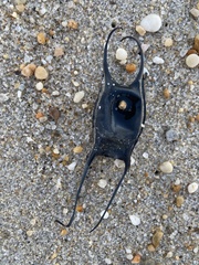Leucoraja erinaceus