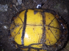Kinosternon scorpioides