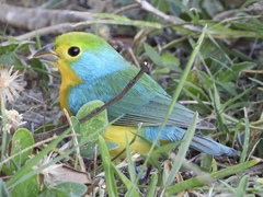 Passerina leclancherii