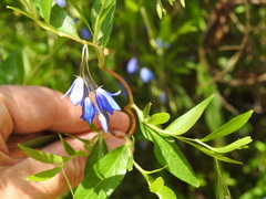 Billardiera heterophylla