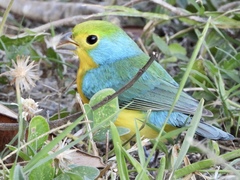 Passerina leclancherii